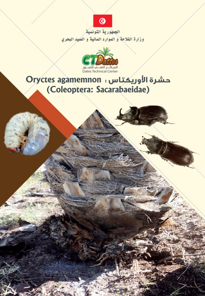 Oryctes agamemnon